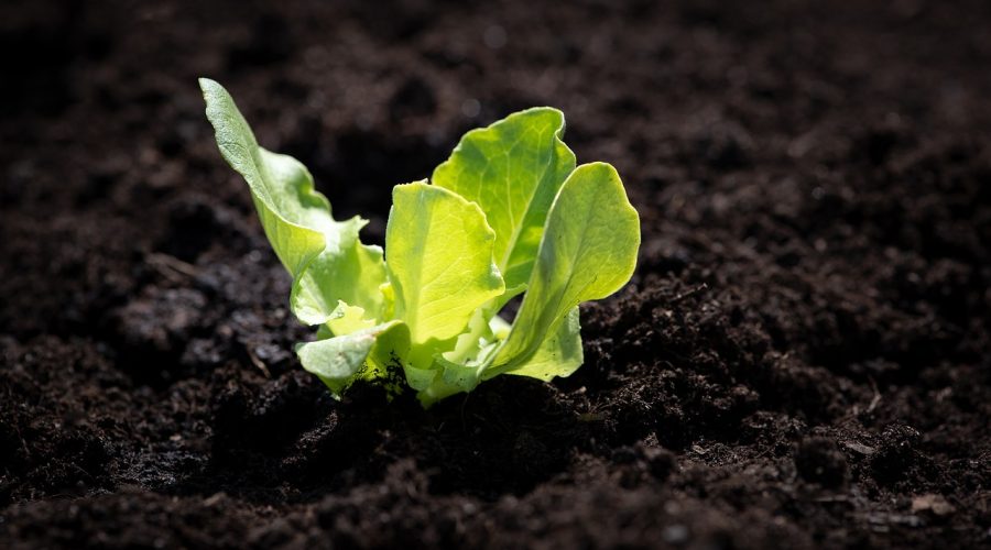 5 claus per aconseguir un sòl fèrtil i sostenible