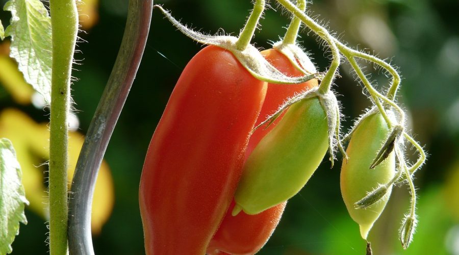 Cultivo del Tomate: Una Guía Ecológica para la Primavera