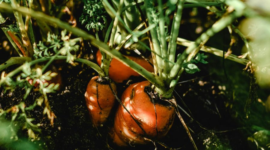 Descubre la agricultura biodinámica