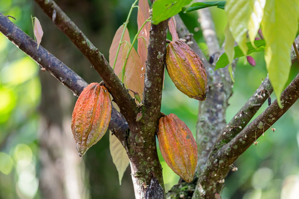 Vivani, l’art de la xocolata ecològica . marca del mes de les botigues naturasì . Xocolata ecològica