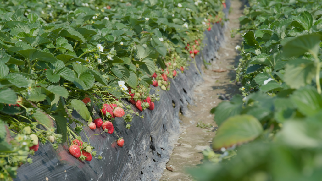 Maduixes, pesticides i salut digestiva: què en sabem realment