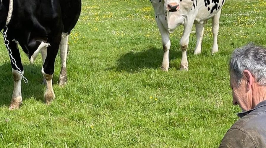 Frisona Bio: leche ecológica 100 % asturiana